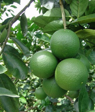 Orangezakpota