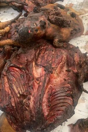 Viande d'agouti