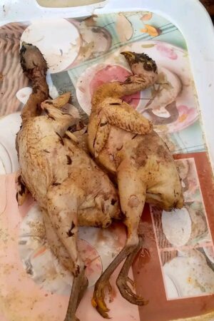 Viande de perdrix
