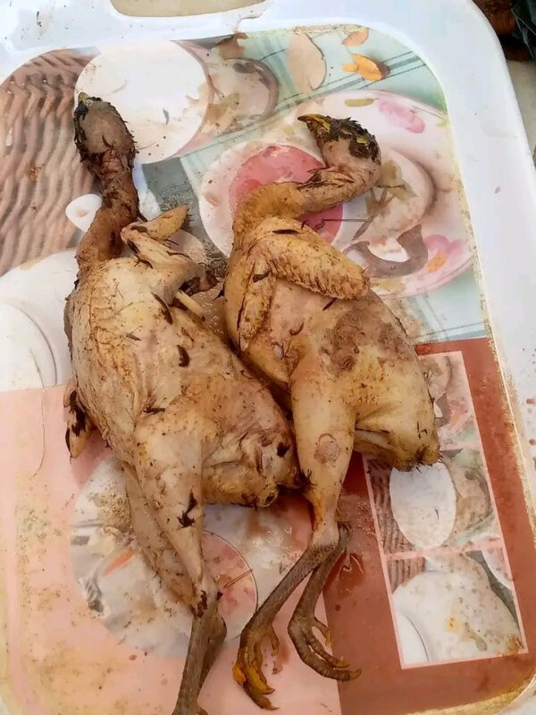 Viande de perdrix
