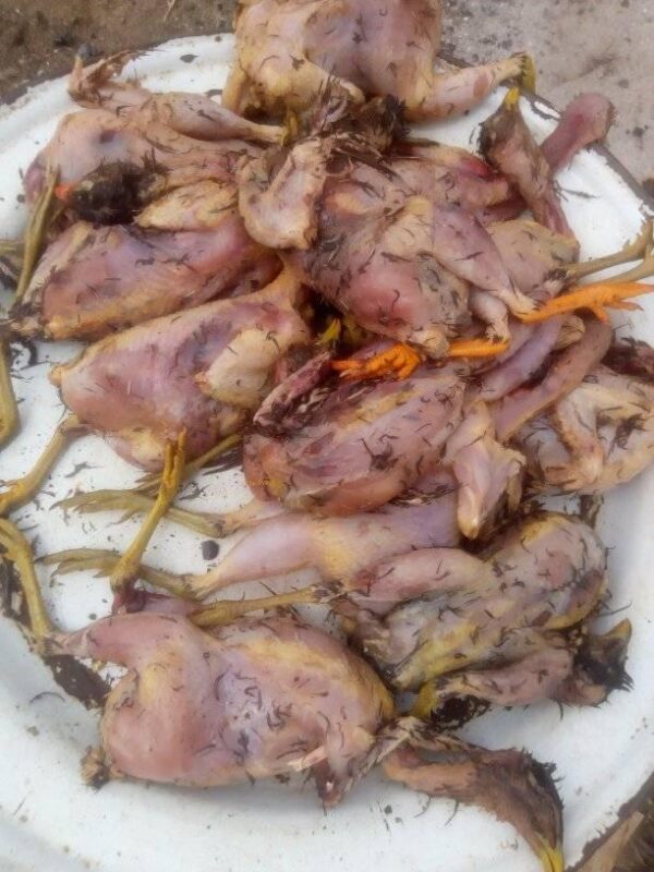 Viande de perdrix – Image 3