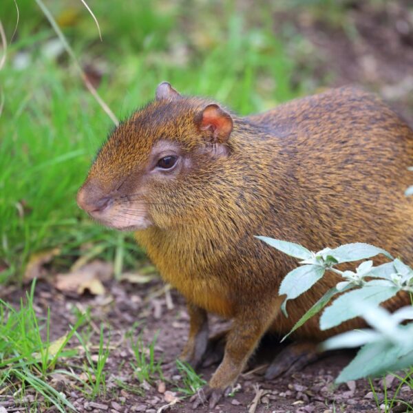 Viande d'agouti – Image 2